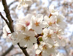桜（サクラ、さくら）:花言葉