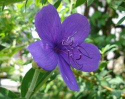 紫紺野牡丹（シコンノボタン）:花言葉