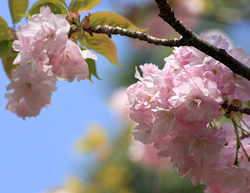 八重桜（ヤエザクラ）:花言葉